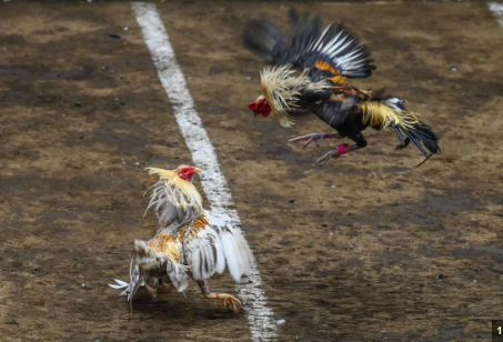 Streaming Feathers: Experience the Action with Sabong International Live